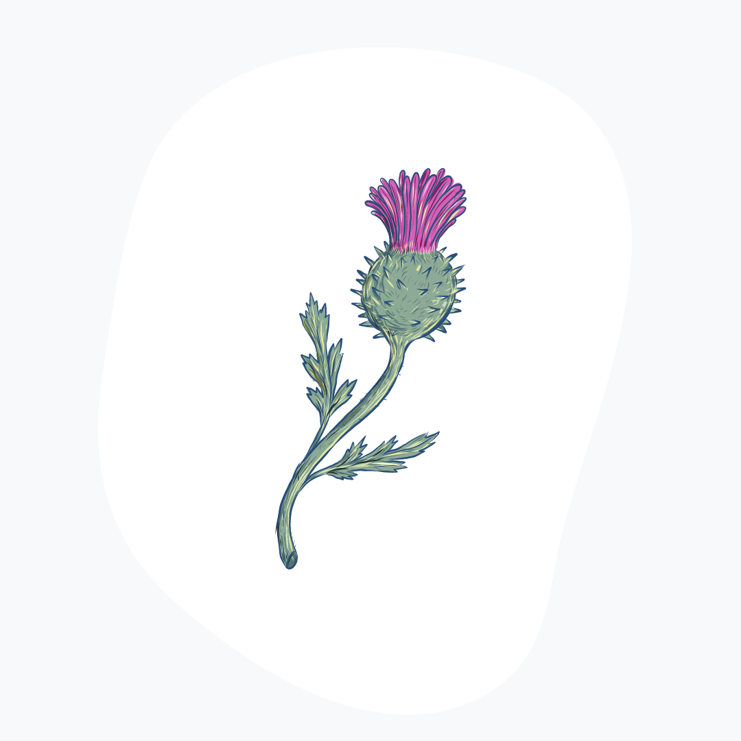 Cardoon Thistle Illustration of our essential material, Cardoon Thistle, displayed on our company page.